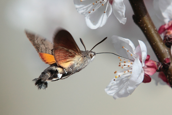 Macroglossum stellatarum